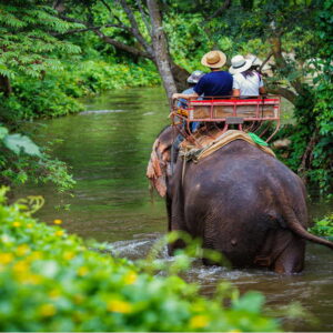 Elephant Trekking Phuket Simba Sea Trips