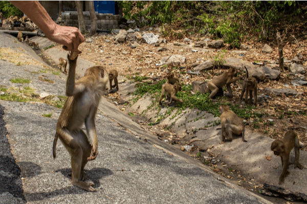 Monkey Hill Phuket Simba Sea Trips